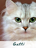 Gatti